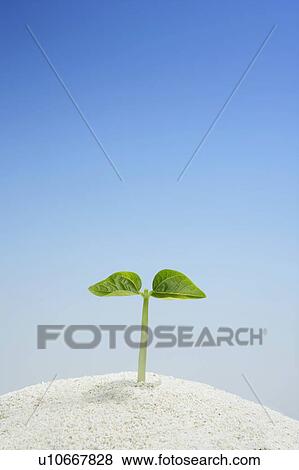 Stock Photo - Seedling, close up, blue background. Fotosearch