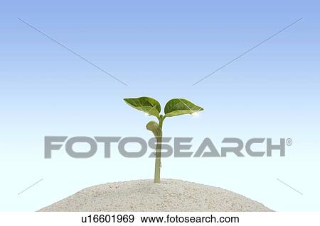 Seedling, close up, blue background, lens flare View Large Photo Image Stock Photo - Seedling, close up, blue background, lens flare. Fotosearch