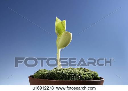 Seedling, close up, blue background View Large Photo Image Stock Photo - Seedling, close up, blue background. Fotosearch