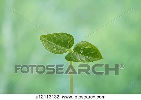 Stock Image - Seedling, close up, green background. Fotosearch