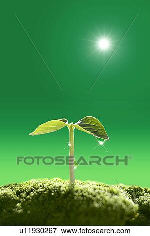 Seedling, close up, green background, lens flare View Large Photo Image Stock Photo - Seedling, close up, green background, lens flare. Fotosearch