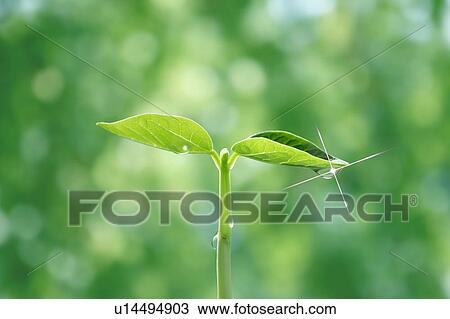 Seedling, close up, lens flare View Large Photo Image Stock Image - Seedling, close up, lens flare. Fotosearch