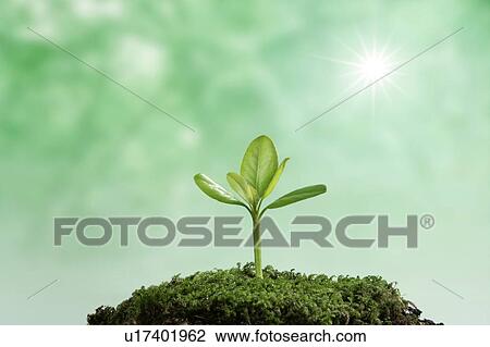 Stock Image - Seedling, close up, lens flare. Fotosearch