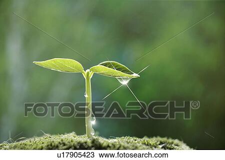 Seedling, close up, lens flare View Large Photo Image Stock Image - Seedling, close up, lens flare. Fotosearch