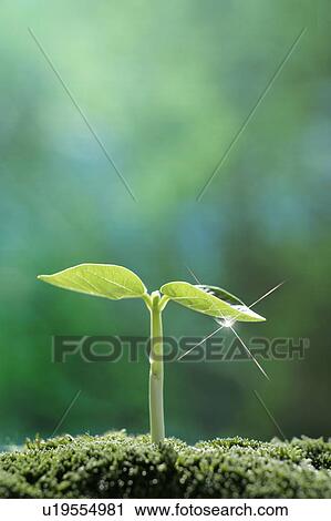 Stock Image - Seedling, close up, lens flare. Fotosearch