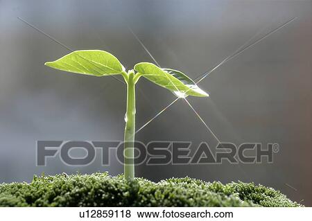 Stock Photo - Seedling, close up, lens flare. Fotosearch