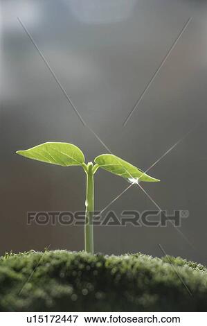 Seedling, close up, lens flare View Large Photo Image Stock Photo - Seedling, close up, lens flare. Fotosearch