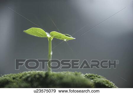 Seedling, close up, lens flare View Large Photo Image Stock Photo - Seedling, close up, lens flare. Fotosearch
