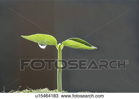 Seedling, close up View Large Photo Image Stock Image - Seedling, close up. Fotosearch