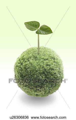 Seedling, green background View Large Photo Image Stock Photograph - Seedling, green background. Fotosearch