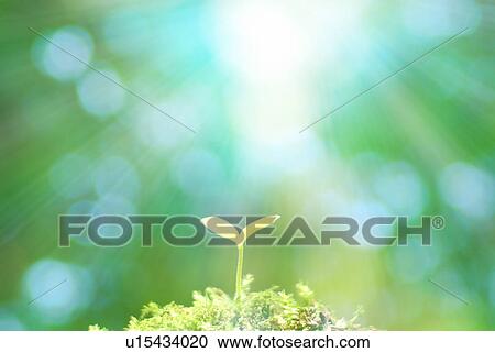 Seedling growing up towards the sun View Large Photo Image Stock Image - Seedling growing up towards the sun. Fotosearch