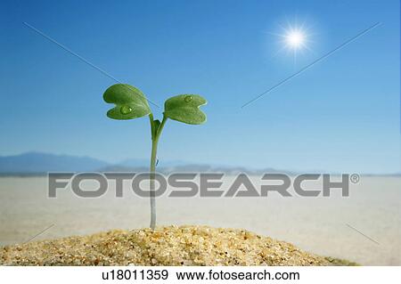 Seedling in desert, close up, lens flare View Large Photo Image Stock Photo - Seedling in desert, close up, lens flare. Fotosearch
