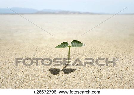 Stock Photograph - Seedling in desert, close up. Fotosearch