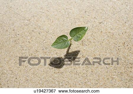 Seedling on sand, close up View Large Photo Image Stock Photo - Seedling on sand, close up. Fotosearch