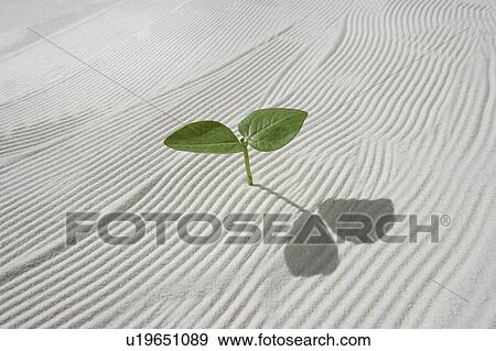 Seedling on sand, close up View Large Photo Image Stock Photo - Seedling on sand, close up. Fotosearch