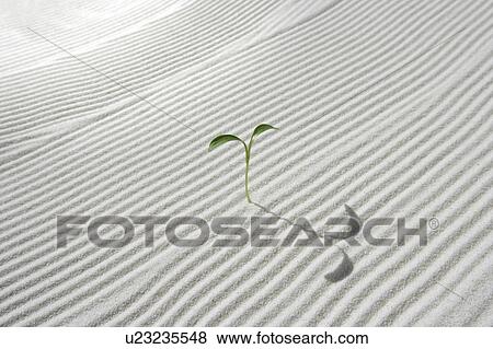 Stock Photo - Seedling on sand, close up. Fotosearch