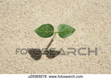 Stock Photo - Seedling on sand, close up. Fotosearch