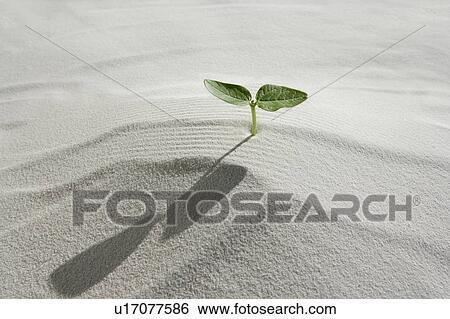 Seedling on sand, close up View Large Photo Image Stock Photograph - Seedling on sand, close up. Fotosearch