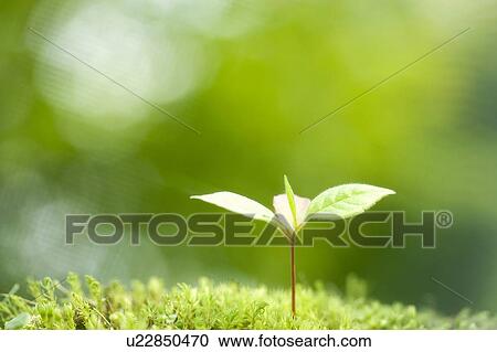 Stock Image - Seedling. Fotosearch