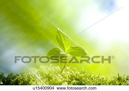 Seedling with sunbeams shining on it View Large Photo Image Picture - Seedling with sunbeams shining on it. Fotosearch