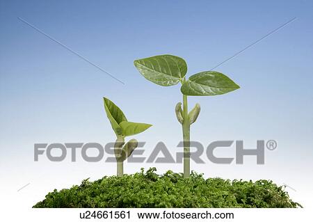 Stock Image - Seedlings, close up, blue background. Fotosearch