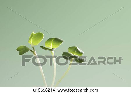 Seedlings, close up, green background View Large Photo Image Picture - Seedlings, close up, green background. Fotosearch