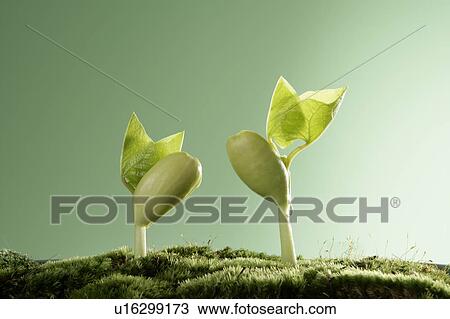 Seedlings, close up, green background View Large Photo Image Stock Image - Seedlings, close up, green background. Fotosearch