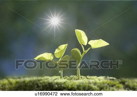 Stock Image - Seedlings, close up, lens flare. Fotosearch
