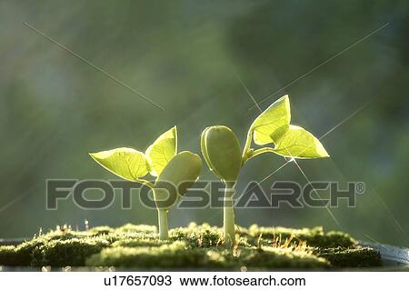 Stock Image - Seedlings, close up, lens flare. Fotosearch
