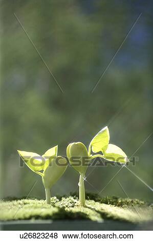 Stock Photo - Seedlings, close up, lens flare. Fotosearch
