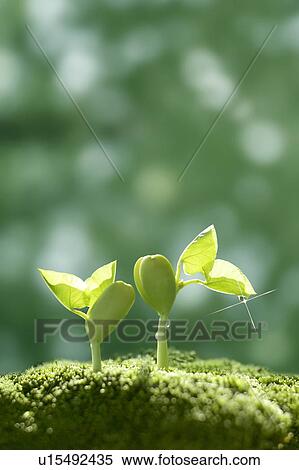 Seedlings, close up, lens flare View Large Photo Image Stock Photography - Seedlings, close up, lens flare. Fotosearch