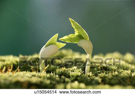 Seedlings, close up View Large Photo Image Picture - Seedlings, close up. Fotosearch