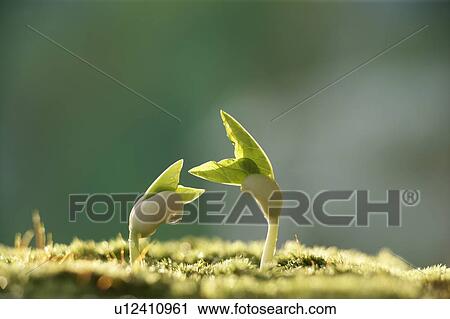 Stock Image - Seedlings, close up. Fotosearch