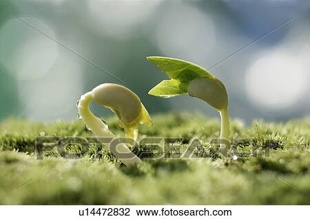 Seedlings, close up View Large Photo Image Stock Image - Seedlings, close up. Fotosearch