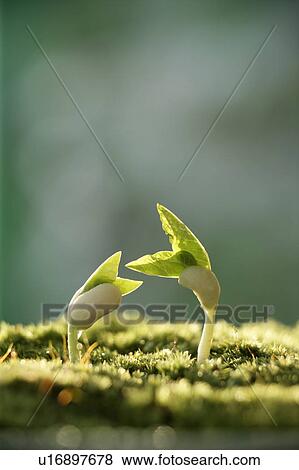 Stock Photo - Seedlings, close up. Fotosearch