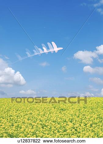 Sequence of paper airplane flying over oilseed rape field View Large Photo Image Stock Image - Sequence of paper airplane flying over oilseed rape field. Fotosearch