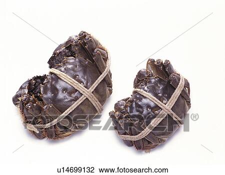 Stock Image - Shanghainese mitten crabs. Fotosearch