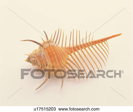 Shell View Large Photo Image Stock Image - Shell. Fotosearch