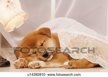 Shiba Inu puppy sleeping under a net curtain View Large Photo Image Stock Image - Shiba Inu puppy sleeping under a net curtain. Fotosearch