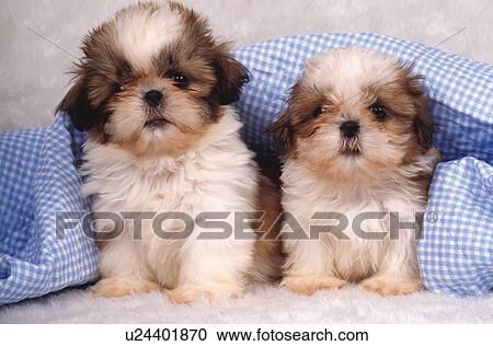Shih Tzu puppies under a checked blanket View Large Photo Image Stock Image - Shih Tzu puppies under a checked blanket. Fotosearch