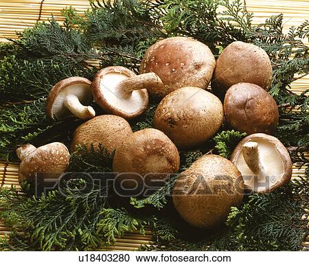 Shiitake mushrooms on a bed of leaves View Large Photo Image Stock Image - Shiitake mushrooms on a bed of leaves. Fotosearch