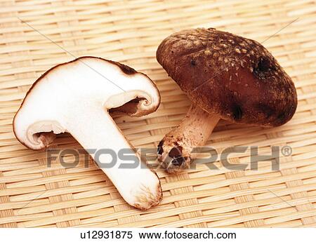 Stock Photography - Shiitake Mushrooms. Fotosearch