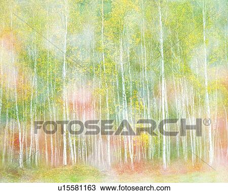 Stock Image - Silver birch trees in autumn. Fotosearch