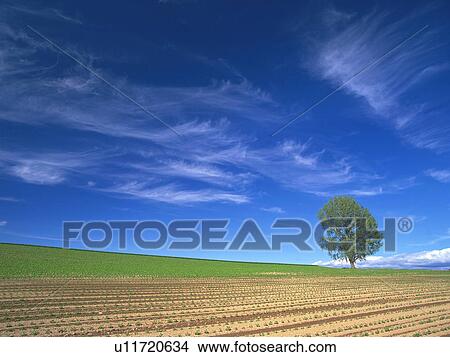 Single tree in a cultivated field View Large Photo Image Picture - Single tree in a cultivated field. Fotosearch
