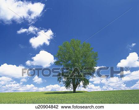 Single tree in a field, in front of a blue cloudy sky. Hokkaido, Japan View Large Photo Image Stock Image - Single tree in a field, in front of a blue cloudy sky. Hokkaido, Japan. Fotosearch