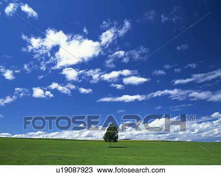 Single tree in a wide open field, with a full sky of clouds. Hokkaido, Japan View Large Photo Image Stock Image - Single tree in a wide open field, with a full sky of clouds. Hokkaido, Japan. Fotosearch