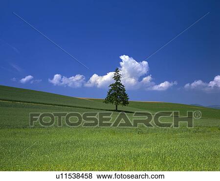 Stock Photo - Single tree on wheat fields. Hokkaido, Japan. Fotosearch