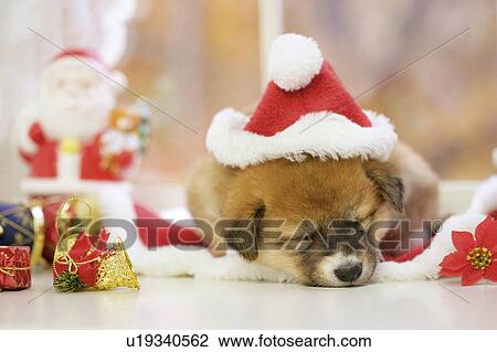 Stock Image - Sleeping puppy wearing a Santa hat and surrounded by Christmas decorations. Fotosearch