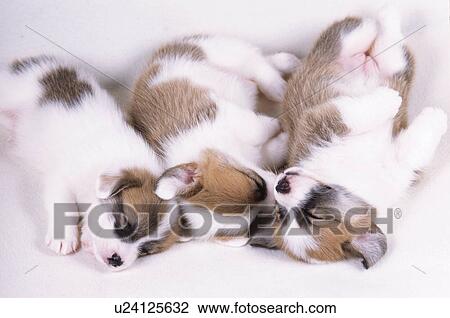 Sleeping welsh corgi puppies View Large Photo Image Stock Image - Sleeping welsh corgi puppies. Fotosearch