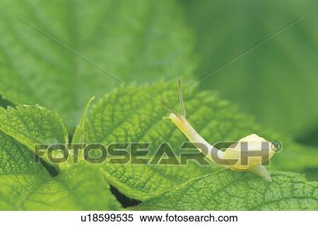 Stock Photography - Snail crawling over leaves. Fotosearch
